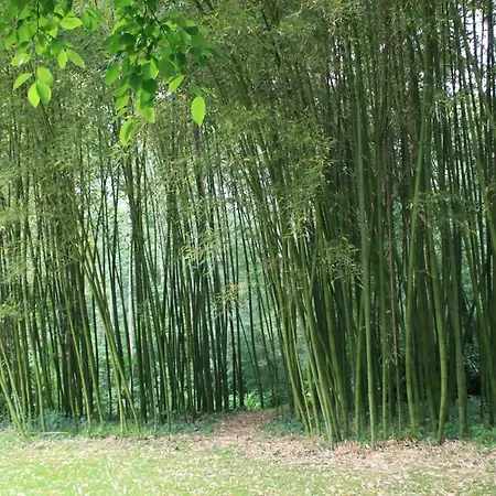 La Rive D O